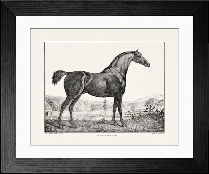 Framed Print : Vintage Horse Illustration. Plate from a 19th-century book on racehorses and saddle horses, published in London Framed Print : Vintage Horse Illustration. Plate from a 19th-century book on racehorses and saddle horses, published in London