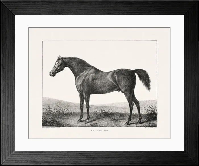 Framed Print : Vintage Horse Illustration. Plate from a 19th-century book on racehorses and saddle horses, published in London Framed Print : Vintage Horse Illustration. Plate from a 19th-century book on racehorses and saddle horses, published in London