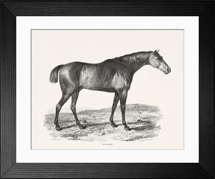 Framed Print : Vintage Horse Illustration. Plate from a 19th-century book on racehorses and saddle horses, published in London Framed Print : Vintage Horse Illustration. Plate from a 19th-century book on racehorses and saddle horses, published in London