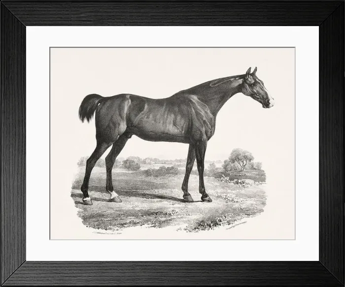 Framed Print : Vintage Horse Illustration. Plate from a 19th-century book on racehorses and saddle horses, published in London Framed Print : Vintage Horse Illustration. Plate from a 19th-century book on racehorses and saddle horses, published in London
