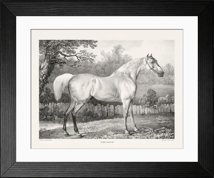 Framed Print : Vintage Horse Illustration. Plate from a 19th-century book on racehorses and saddle horses, published in London Framed Print : Vintage Horse Illustration. Plate from a 19th-century book on racehorses and saddle horses, published in London