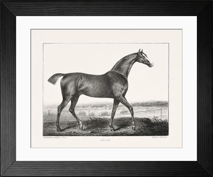 Framed Print : Vintage Horse Illustration. Plate from a 19th-century book on racehorses and saddle horses, published in London Framed Print : Vintage Horse Illustration. Plate from a 19th-century book on racehorses and saddle horses, published in London