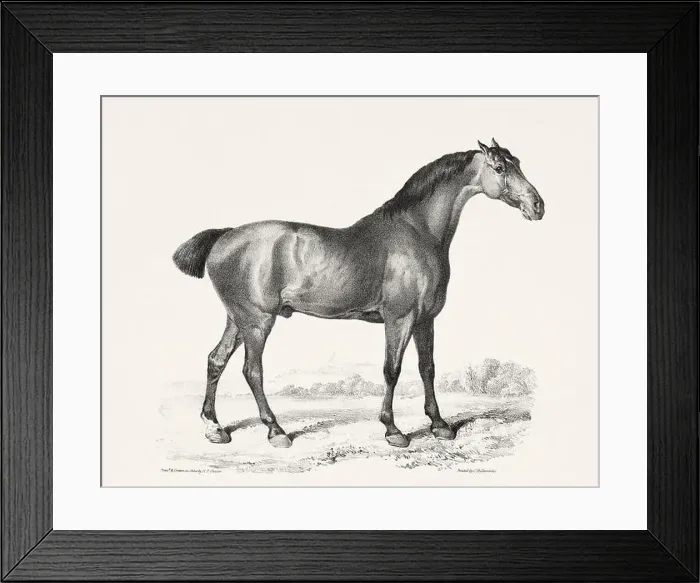 Framed Print : Vintage Horse Illustration. Plate from a 19th-century book on racehorses and saddle horses, published in London Framed Print : Vintage Horse Illustration. Plate from a 19th-century book on racehorses and saddle horses, published in London