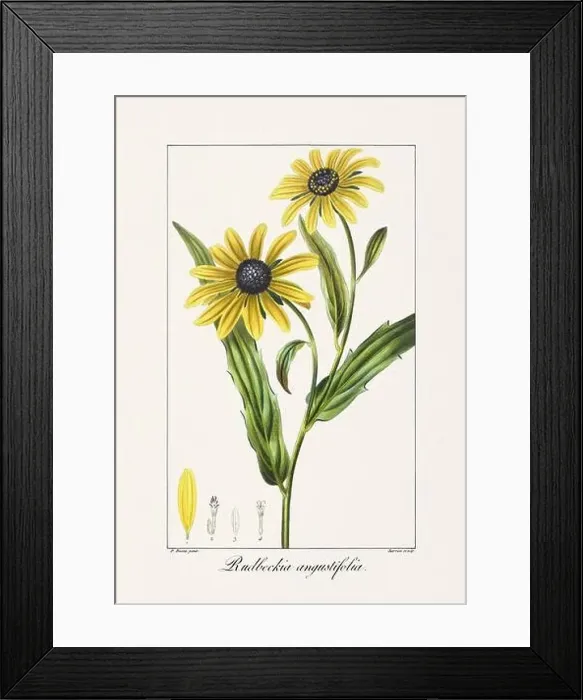 Framed Print : Vintage botanical Flower illustration from a 19th-century French book, depicting useful and ornamental plants Framed Print : Vintage botanical Flower illustration from a 19th-century French book, depicting useful and ornamental plants