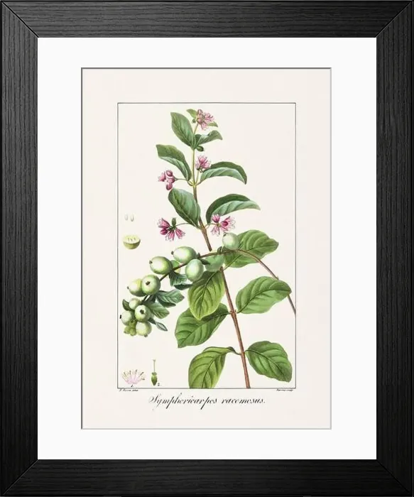 Framed Print : Vintage botanical Flower illustration from a 19th-century French book, depicting useful and ornamental plants Framed Print : Vintage botanical Flower illustration from a 19th-century French book, depicting useful and ornamental plants