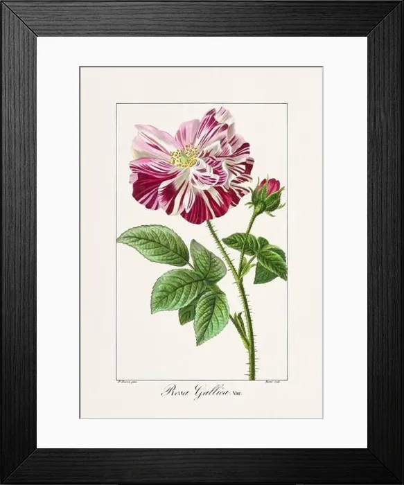 Framed Print : Vintage botanical Flower illustration from a 19th-century French book, depicting useful and ornamental plants Framed Print : Vintage botanical Flower illustration from a 19th-century French book, depicting useful and ornamental plants