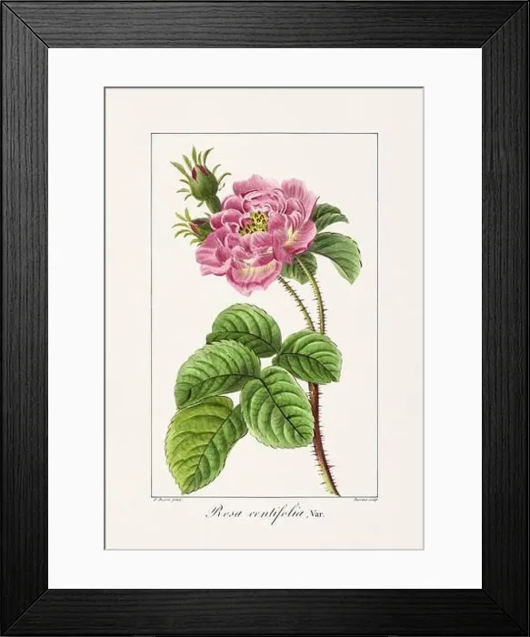 Framed Print : Vintage botanical Flower illustration from a 19th-century French book, depicting useful and ornamental plants Framed Print : Vintage botanical Flower illustration from a 19th-century French book, depicting useful and ornamental plants