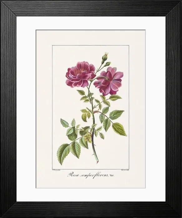 Framed Print : Vintage botanical Flower illustration from a 19th-century French book, depicting useful and ornamental plants Framed Print : Vintage botanical Flower illustration from a 19th-century French book, depicting useful and ornamental plants