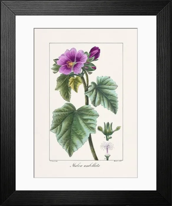 Framed Print : Vintage botanical Flower illustration from a 19th-century French book, depicting useful and ornamental plants Framed Print : Vintage botanical Flower illustration from a 19th-century French book, depicting useful and ornamental plants