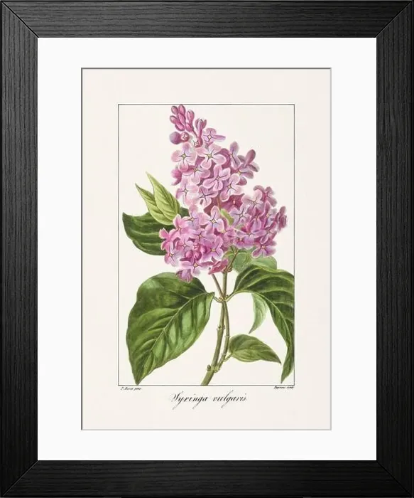Framed Print : Vintage botanical Flower illustration from a 19th-century French book, depicting useful and ornamental plants Framed Print : Vintage botanical Flower illustration from a 19th-century French book, depicting useful and ornamental plants