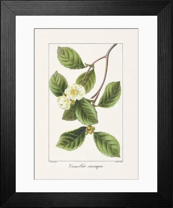 Framed Print : Vintage botanical Flower illustration from a 19th-century French book, depicting useful and ornamental plants Framed Print : Vintage botanical Flower illustration from a 19th-century French book, depicting useful and ornamental plants