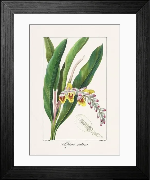 Framed Print : Vintage botanical Flower illustration from a 19th-century French book, depicting useful and ornamental plants Framed Print : Vintage botanical Flower illustration from a 19th-century French book, depicting useful and ornamental plants