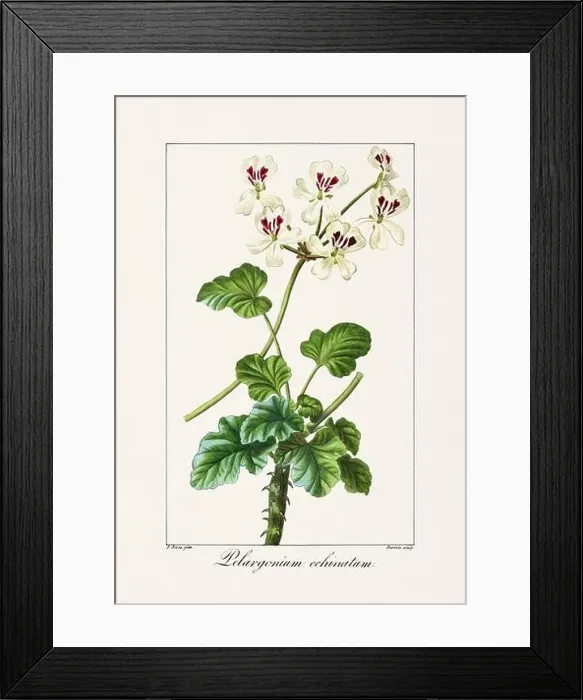 Framed Print : Vintage botanical Flower illustration from a 19th-century French book, depicting useful and ornamental plants Framed Print : Vintage botanical Flower illustration from a 19th-century French book, depicting useful and ornamental plants
