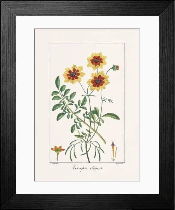 Framed Print : Vintage botanical Flower illustration from a 19th-century French book, depicting useful and ornamental plants Framed Print : Vintage botanical Flower illustration from a 19th-century French book, depicting useful and ornamental plants