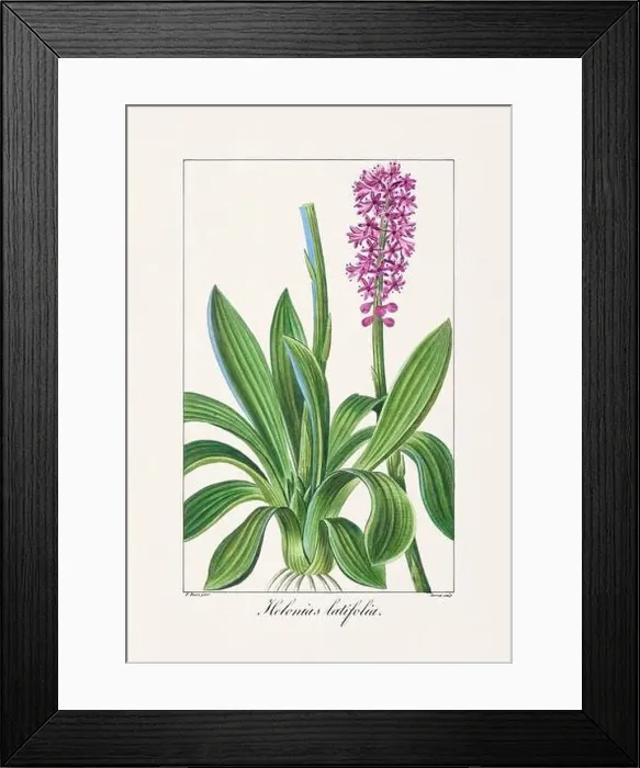 Framed Print : Vintage botanical Flower illustration from a 19th-century French book, depicting useful and ornamental plants Framed Print : Vintage botanical Flower illustration from a 19th-century French book, depicting useful and ornamental plants