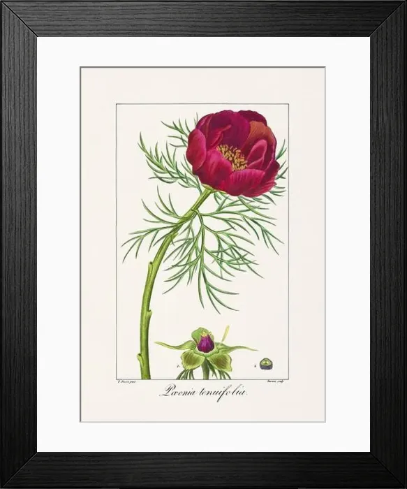Framed Print : Vintage botanical Flower illustration from a 19th-century French book, depicting useful and ornamental plants Framed Print : Vintage botanical Flower illustration from a 19th-century French book, depicting useful and ornamental plants