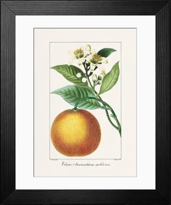 Framed Print : Vintage botanical Flower illustration from a 19th-century French book, depicting useful and ornamental plants Framed Print : Vintage botanical Flower illustration from a 19th-century French book, depicting useful and ornamental plants