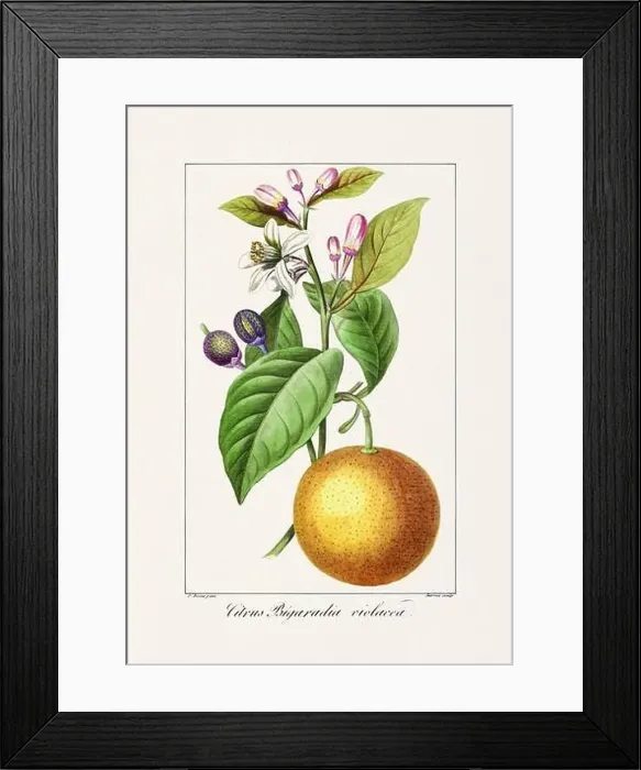 Framed Print : Vintage botanical Flower illustration from a 19th-century French book, depicting useful and ornamental plants Framed Print : Vintage botanical Flower illustration from a 19th-century French book, depicting useful and ornamental plants