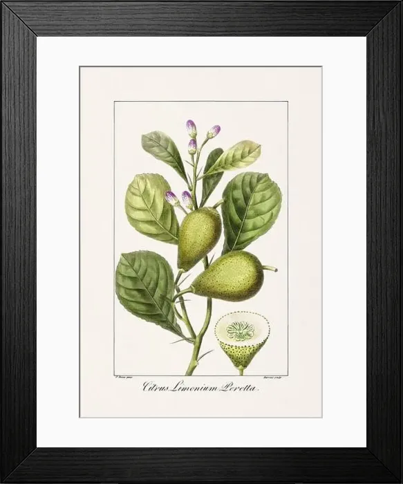 Framed Print : Vintage botanical Flower illustration from a 19th-century French book, depicting useful and ornamental plants Framed Print : Vintage botanical Flower illustration from a 19th-century French book, depicting useful and ornamental plants