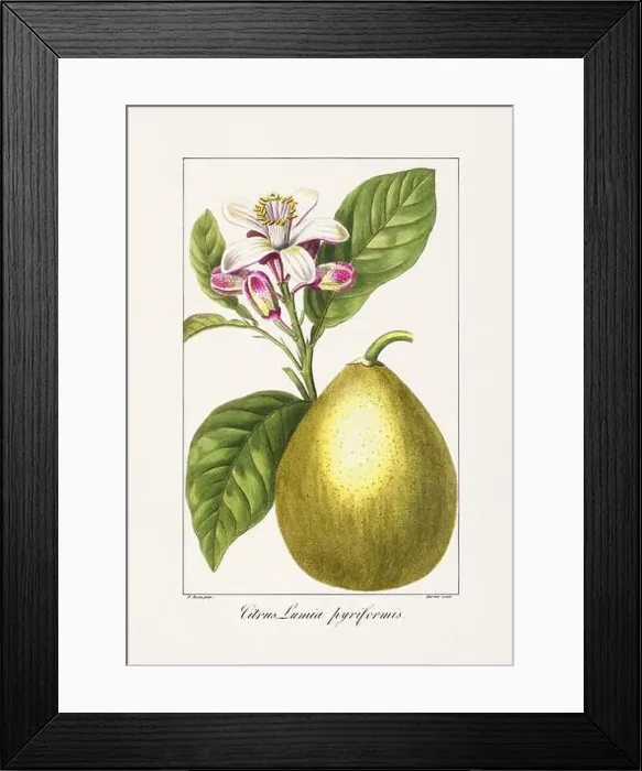 Framed Print : Vintage botanical Flower illustration from a 19th-century French book, depicting useful and ornamental plants Framed Print : Vintage botanical Flower illustration from a 19th-century French book, depicting useful and ornamental plants
