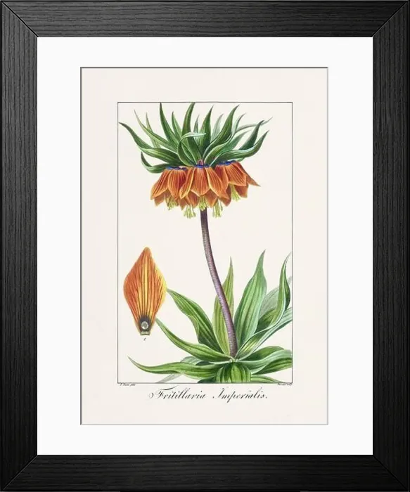 Framed Print : Vintage botanical Flower illustration from a 19th-century French book, depicting useful and ornamental plants Framed Print : Vintage botanical Flower illustration from a 19th-century French book, depicting useful and ornamental plants