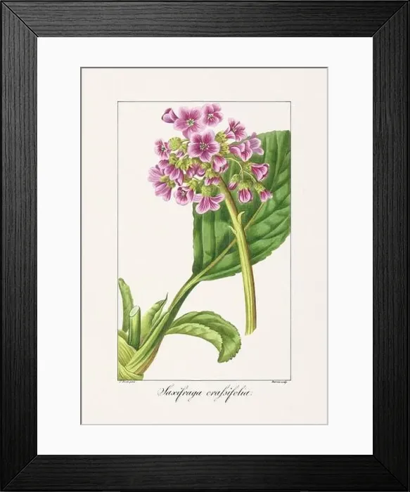 Framed Print : Vintage botanical Flower illustration from a 19th-century French book, depicting useful and ornamental plants Framed Print : Vintage botanical Flower illustration from a 19th-century French book, depicting useful and ornamental plants