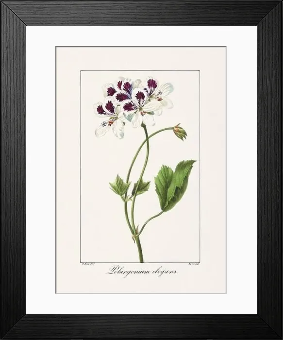 Framed Print : Vintage botanical Flower illustration from a 19th-century French book, depicting useful and ornamental plants Framed Print : Vintage botanical Flower illustration from a 19th-century French book, depicting useful and ornamental plants