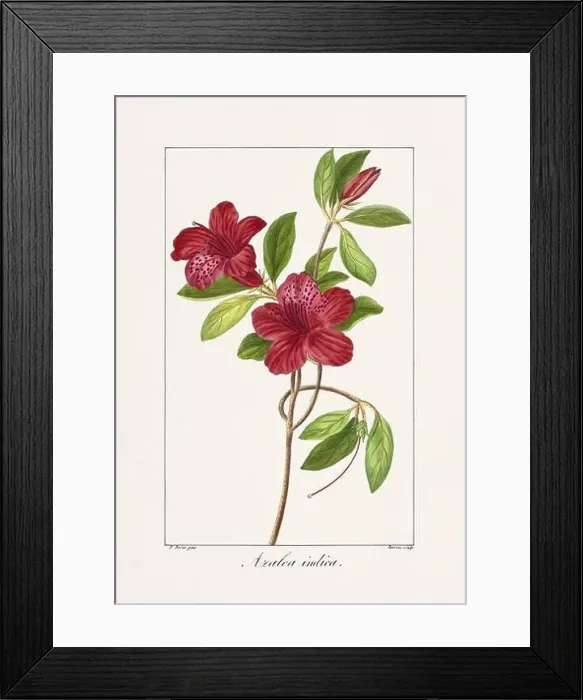 Framed Print : Vintage botanical Flower illustration from a 19th-century French book, depicting useful and ornamental plants Framed Print : Vintage botanical Flower illustration from a 19th-century French book, depicting useful and ornamental plants
