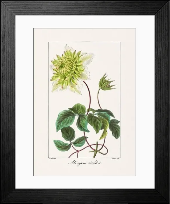 Framed Print : Vintage botanical Flower illustration from a 19th-century French book, depicting useful and ornamental plants Framed Print : Vintage botanical Flower illustration from a 19th-century French book, depicting useful and ornamental plants