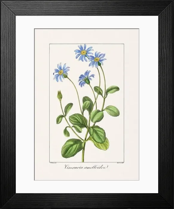 Framed Print : Vintage botanical Flower illustration from a 19th-century French book, depicting useful and ornamental plants Framed Print : Vintage botanical Flower illustration from a 19th-century French book, depicting useful and ornamental plants