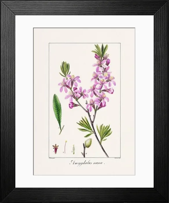 Framed Print : Vintage botanical Flower illustration from a 19th-century French book, depicting useful and ornamental plants Framed Print : Vintage botanical Flower illustration from a 19th-century French book, depicting useful and ornamental plants