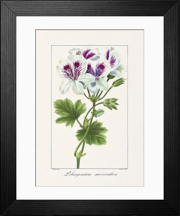 Framed Print : Vintage botanical Flower illustration from a 19th-century French book, depicting useful and ornamental plants Framed Print : Vintage botanical Flower illustration from a 19th-century French book, depicting useful and ornamental plants