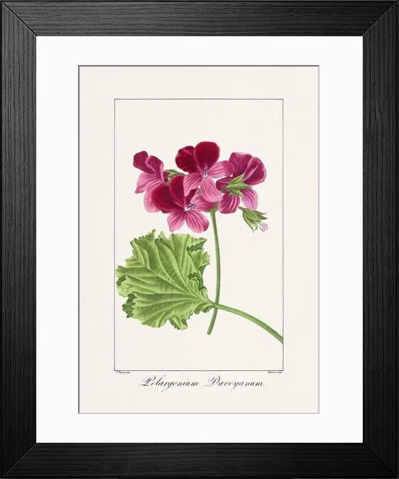 Framed Print : Vintage botanical Flower illustration from a 19th-century French book, depicting useful and ornamental plants Framed Print : Vintage botanical Flower illustration from a 19th-century French book, depicting useful and ornamental plants