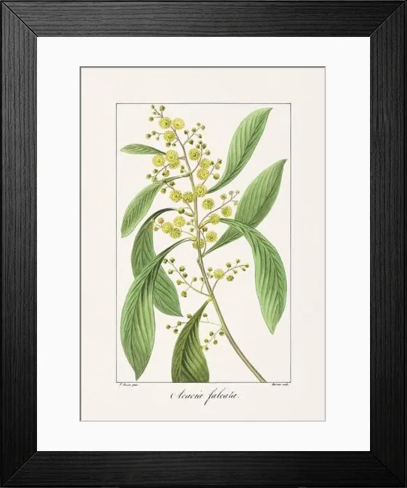 Framed Print : Vintage botanical Flower illustration from a 19th-century French book, depicting useful and ornamental plants Framed Print : Vintage botanical Flower illustration from a 19th-century French book, depicting useful and ornamental plants