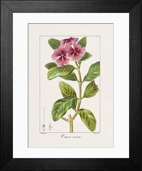Framed Print : Vintage botanical Flower illustration from a 19th-century French book, depicting useful and ornamental plants Framed Print : Vintage botanical Flower illustration from a 19th-century French book, depicting useful and ornamental plants