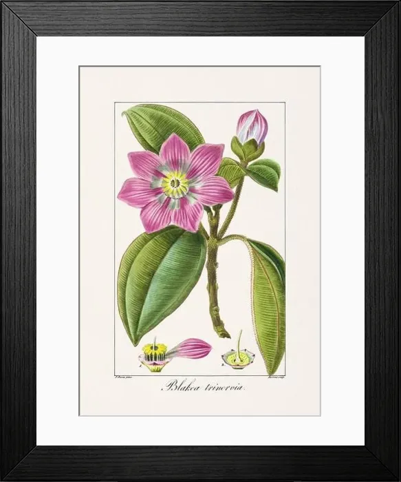Framed Print : Vintage botanical Flower illustration from a 19th-century French book, depicting useful and ornamental plants Framed Print : Vintage botanical Flower illustration from a 19th-century French book, depicting useful and ornamental plants