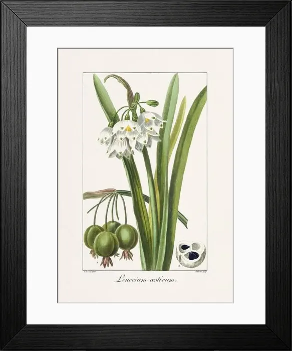 Framed Print : Vintage botanical Flower illustration from a 19th-century French book, depicting useful and ornamental plants Framed Print : Vintage botanical Flower illustration from a 19th-century French book, depicting useful and ornamental plants