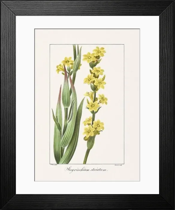 Framed Print : Vintage botanical Flower illustration from a 19th-century French book, depicting useful and ornamental plants Framed Print : Vintage botanical Flower illustration from a 19th-century French book, depicting useful and ornamental plants
