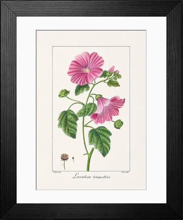 Framed Print : Vintage botanical Flower illustration from a 19th-century French book, depicting useful and ornamental plants Framed Print : Vintage botanical Flower illustration from a 19th-century French book, depicting useful and ornamental plants