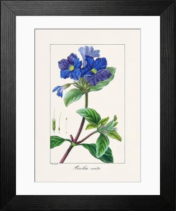 Framed Print : Vintage botanical Flower illustration from a 19th-century French book, depicting useful and ornamental plants Framed Print : Vintage botanical Flower illustration from a 19th-century French book, depicting useful and ornamental plants