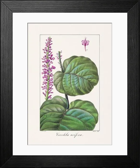 Framed Print : Vintage botanical Flower illustration from a 19th-century French book, depicting useful and ornamental plants Framed Print : Vintage botanical Flower illustration from a 19th-century French book, depicting useful and ornamental plants