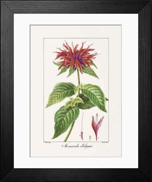 Framed Print : Vintage botanical Flower illustration from a 19th-century French book, depicting useful and ornamental plants Framed Print : Vintage botanical Flower illustration from a 19th-century French book, depicting useful and ornamental plants