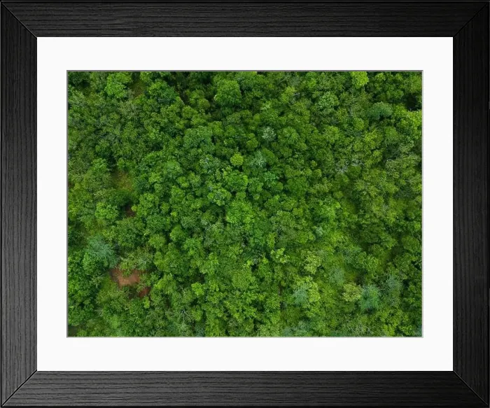Framed Print : Green natural tree park above top drone view Framed Print : Green natural tree park above top drone view