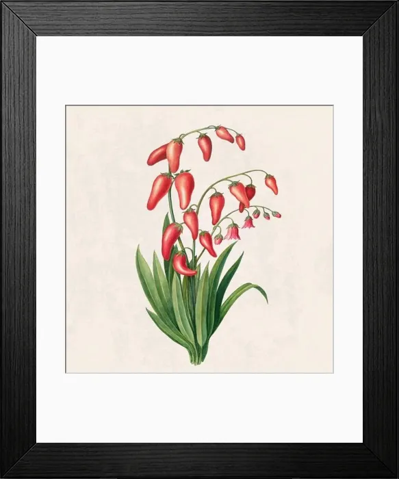 Framed Print : Tropical Fruit. Colorful Fruit illustration. Digital watercolor on a rustic beige background Framed Print : Tropical Fruit. Colorful Fruit illustration. Digital watercolor on a rustic beige background