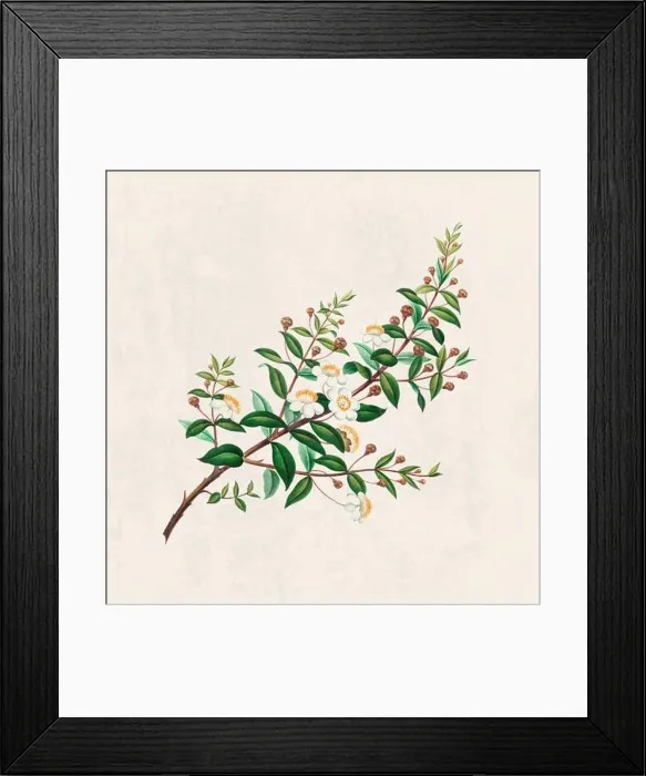 Framed Print : Tropical Flowers. Colorful flower illustration. Digital watercolor on a rustic beige background Framed Print : Tropical Flowers. Colorful flower illustration. Digital watercolor on a rustic beige background