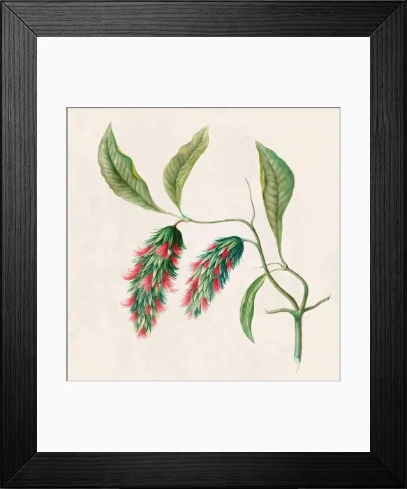 Framed Print : Tropical Flowers. Colorful flower illustration. Digital watercolor on a rustic beige background Framed Print : Tropical Flowers. Colorful flower illustration. Digital watercolor on a rustic beige background