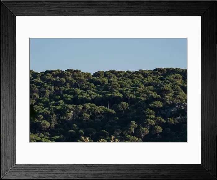 Framed Print : Forest of lush green pine trees in wilderness mountain forrest Framed Print : Forest of lush green pine trees in wilderness mountain forrest
