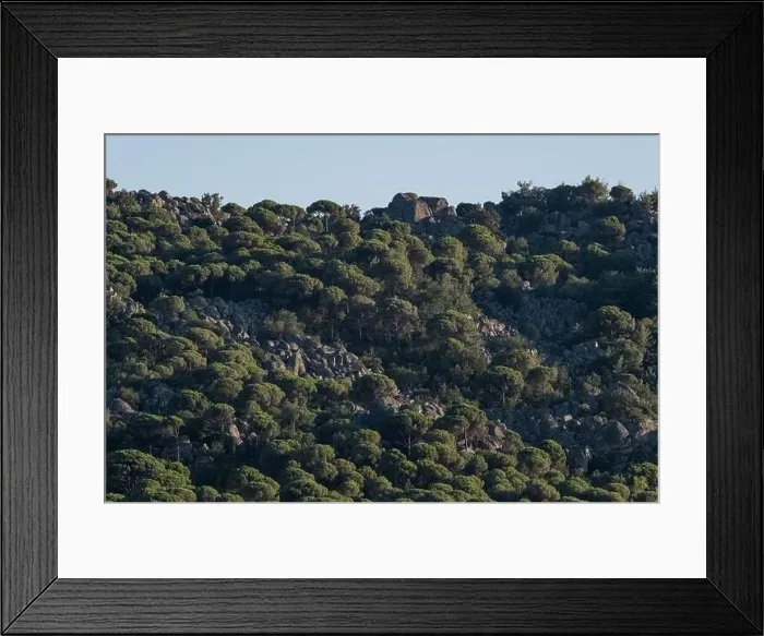 Framed Print : Forest of lush green pine trees in wilderness mountain forrest Framed Print : Forest of lush green pine trees in wilderness mountain forrest