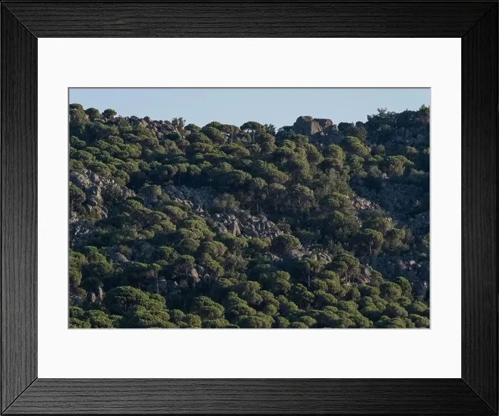 Framed Print : Forest of lush green pine trees in wilderness mountain forrest Framed Print : Forest of lush green pine trees in wilderness mountain forrest