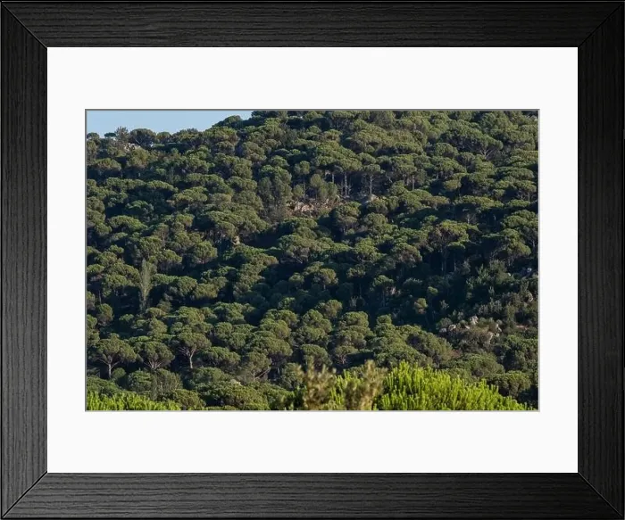 Framed Print : Forest of lush green pine trees in wilderness mountain forrest Framed Print : Forest of lush green pine trees in wilderness mountain forrest